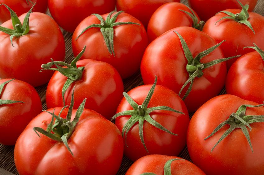 The programme's final year will look at the tomato crop's mirid bug challenge