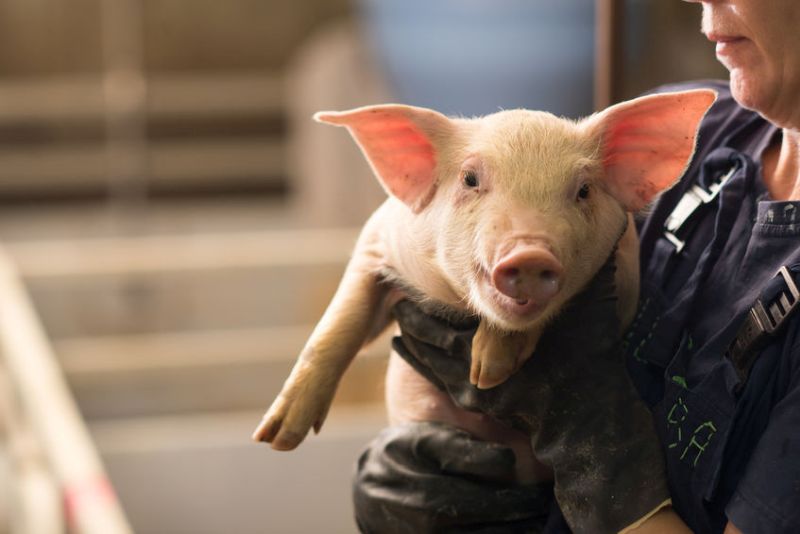 The issue of salmonella is an increasing problem on UK pig farms