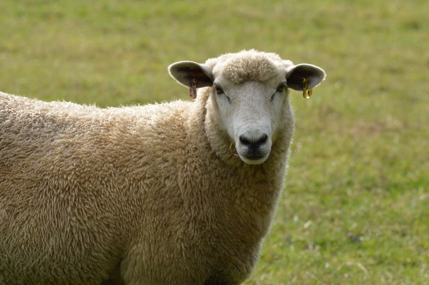 Officers found more than 30 sheep and lamb carcases and two emaciated ewes on the 24-year-old's land