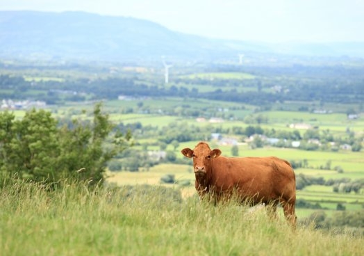 Live markets have become stronger in recent weeks and there is a strong demand for beef cattle