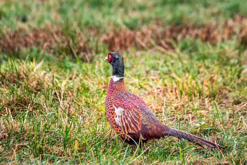 The university is to end pheasant shooting on its grounds from February 2020