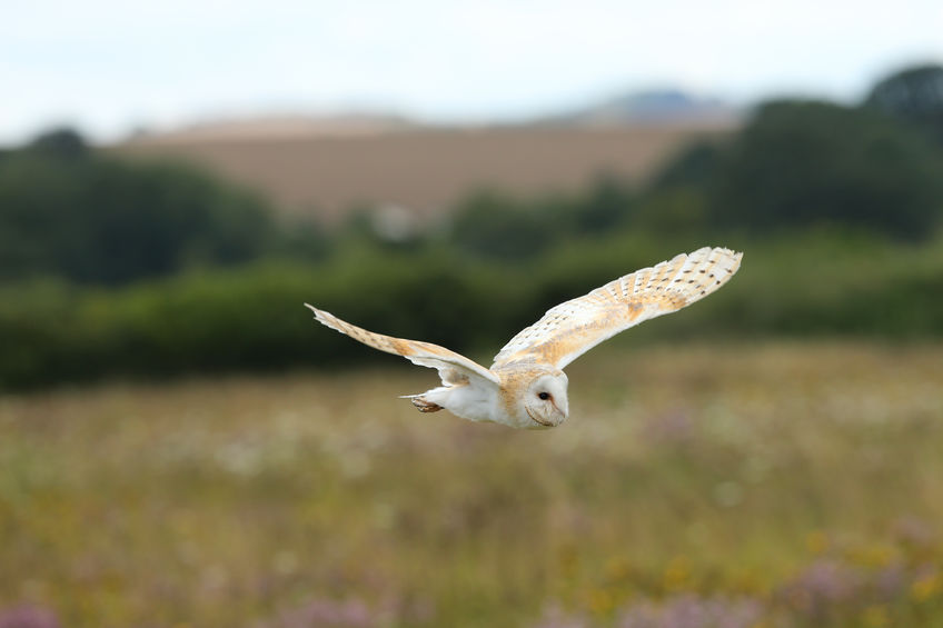 The prey-rich habitat and the number nest-boxes available on the farm have helped boost barn owl numbers