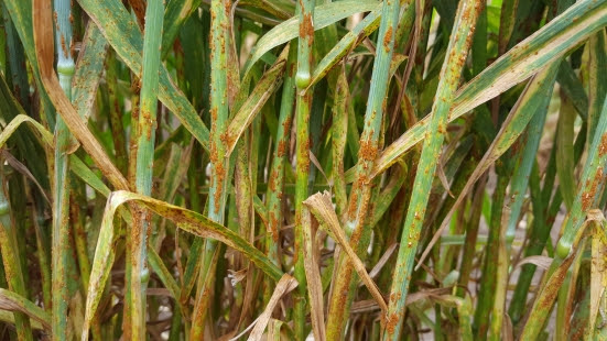 Researchers have uncovered the origin of a wheat rust strain