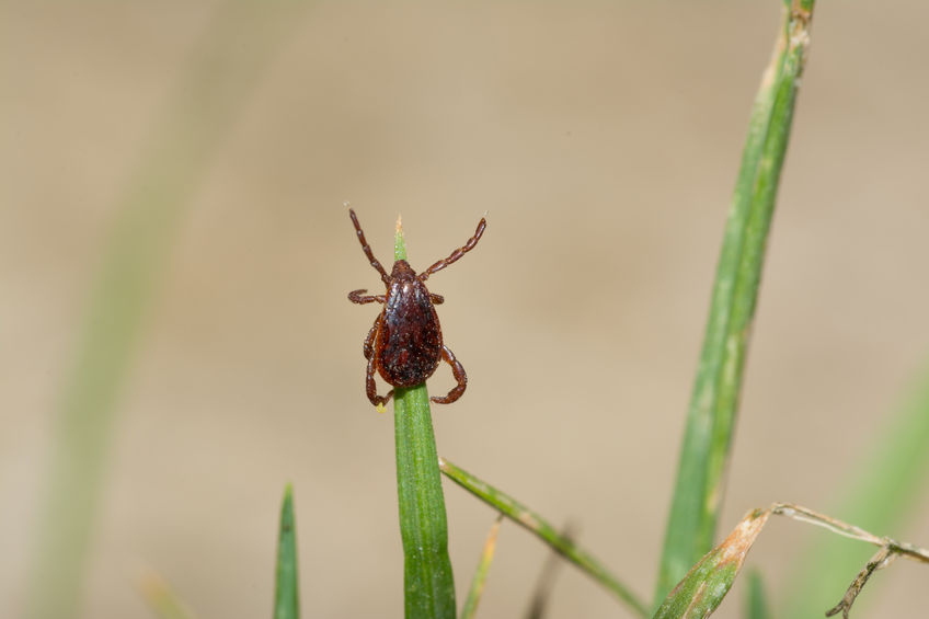 Scientists have detected an exotic tick-borne parasite within sheep in the North of Scotland, according to a new study (Stock photo)