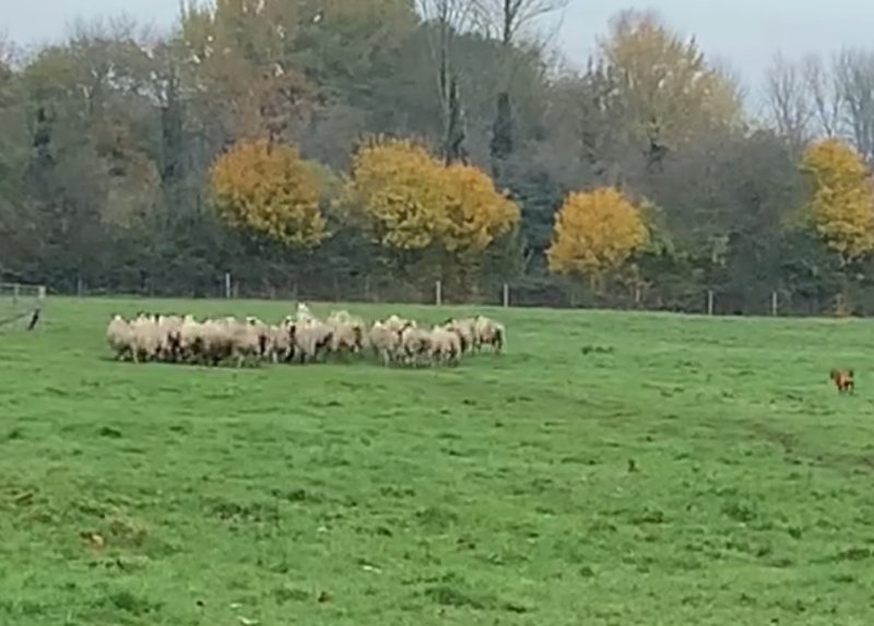 A video of the incident has been published on Facebook as a warning to other dog walkers (Photo: Parks Trust/Facebook)