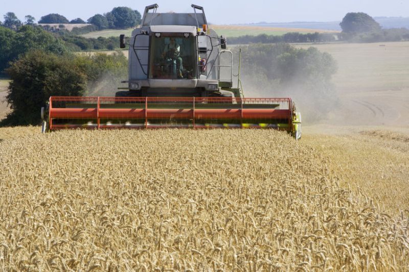 The wetter weather from the start of June helped to secure yields of most crops