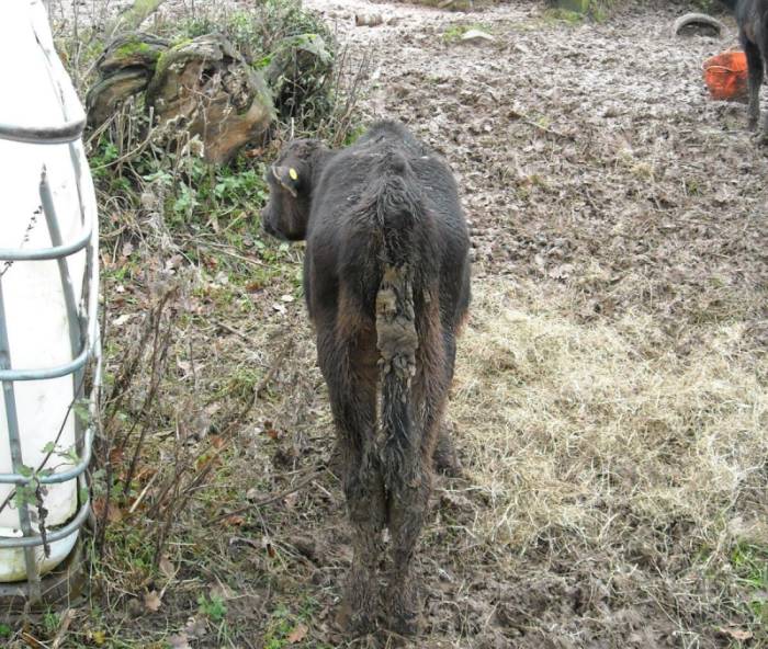 A livestock keeper has been banned from keeping animals for 10 years