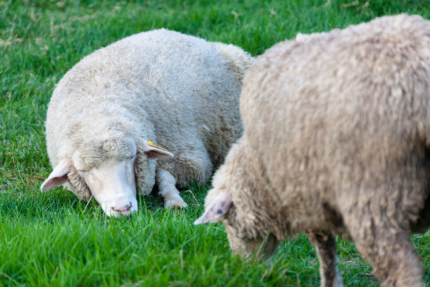 It is now easier to find the genetic merit of sheep, expressed using EBVs (Estimated Breeding Values)