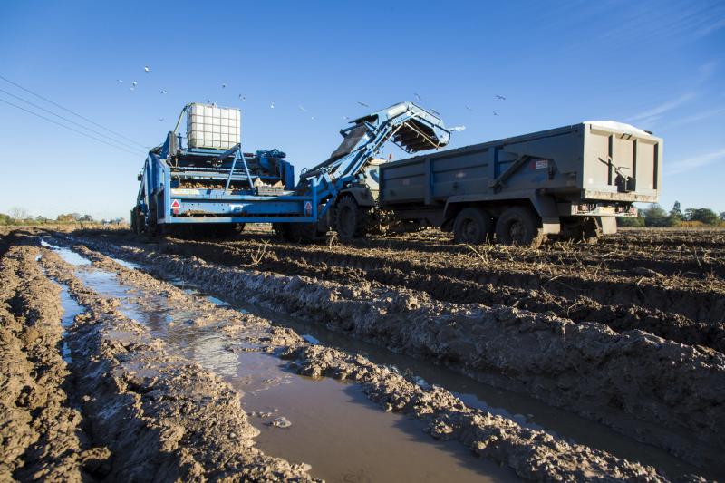 The threat to the 2019 potato harvest is compounded by last year's harvest, which was one of the worst in recent years