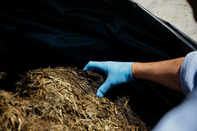 High mycotoxin levels in silage pose a risk to dairy farmers this winter
