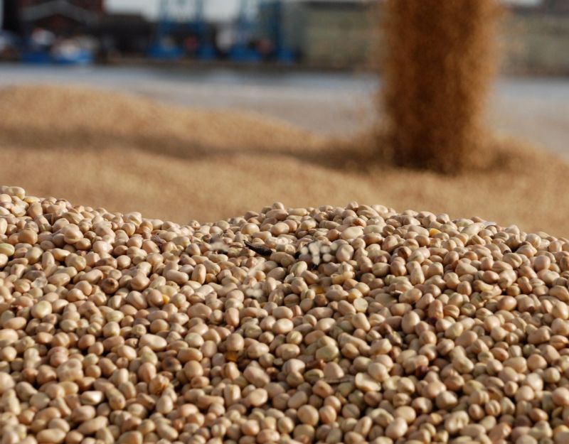 This year's pulse harvest was 'significantly better' than 2018 (Photo: Pulses UK)