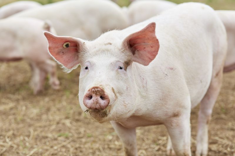 The combination of an outdoor sow unit with an indoor system is unique in Europe
