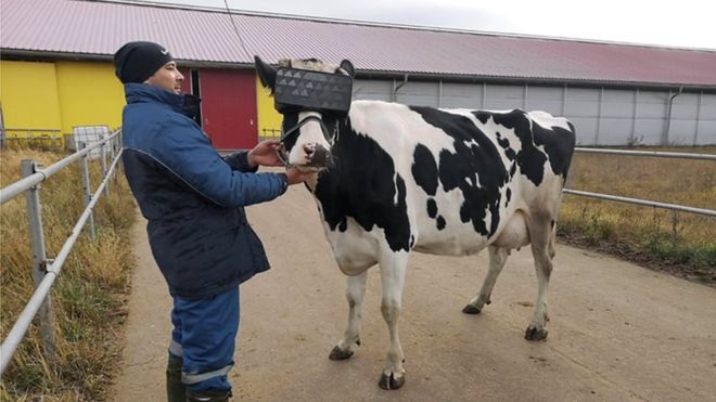 Initials tests that there was a boost in 'overall emotional mood' (Photo: Ministry of Agriculture of Russia)