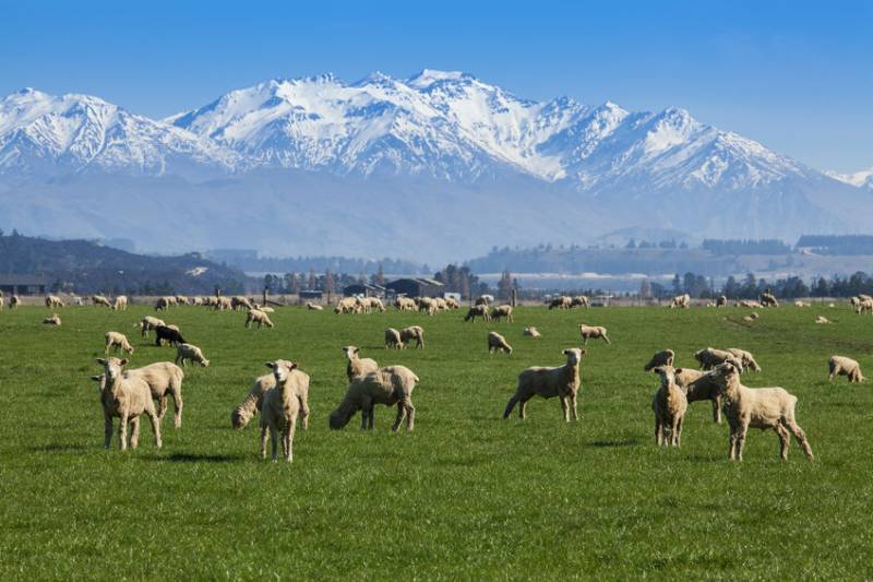 In a world first, sheep farmers in New Zealand are now have the ability to breed animals that emit less methane