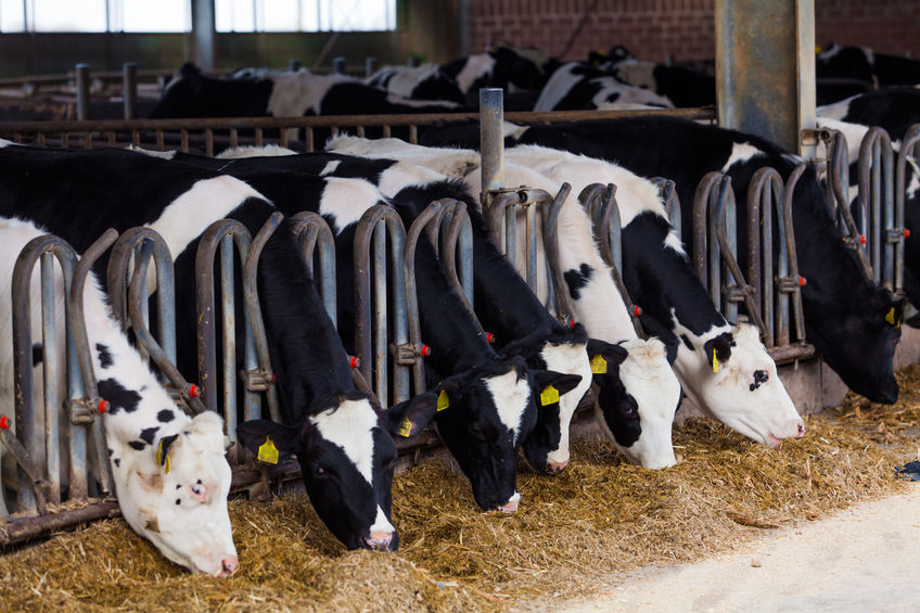New figures show that the GB milking herd is continuing to shrink