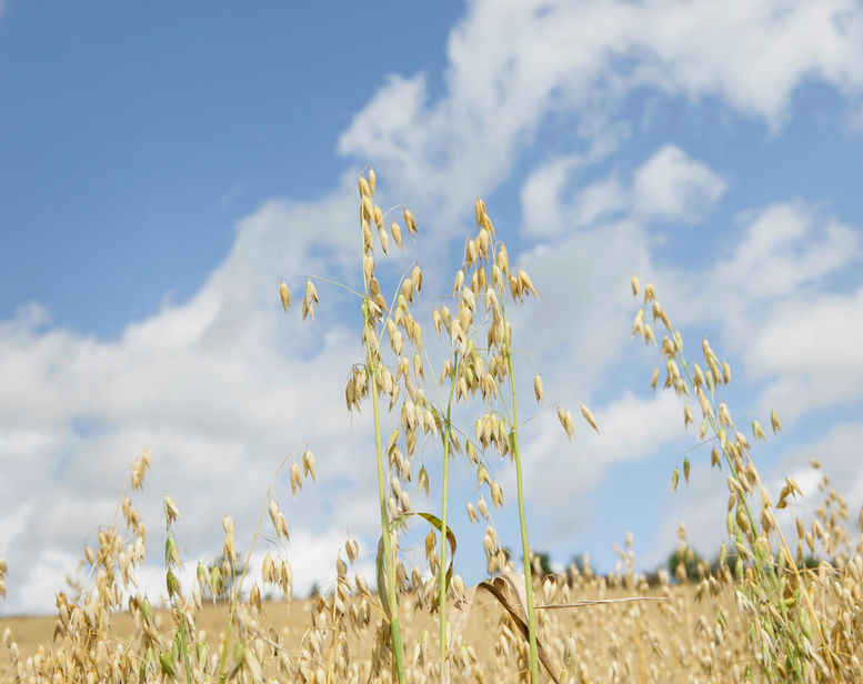 Oats are resistant to soil pathogens including Take-all, a notorious disease that causes major losses in wheat and barley