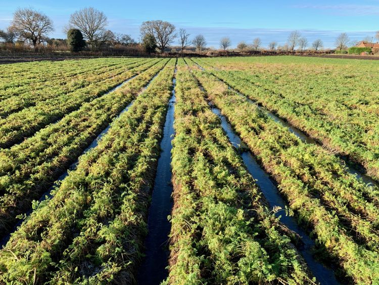 British-grown supplies of carrots are at risk of running low next spring after the recent heavy floods, growers warn