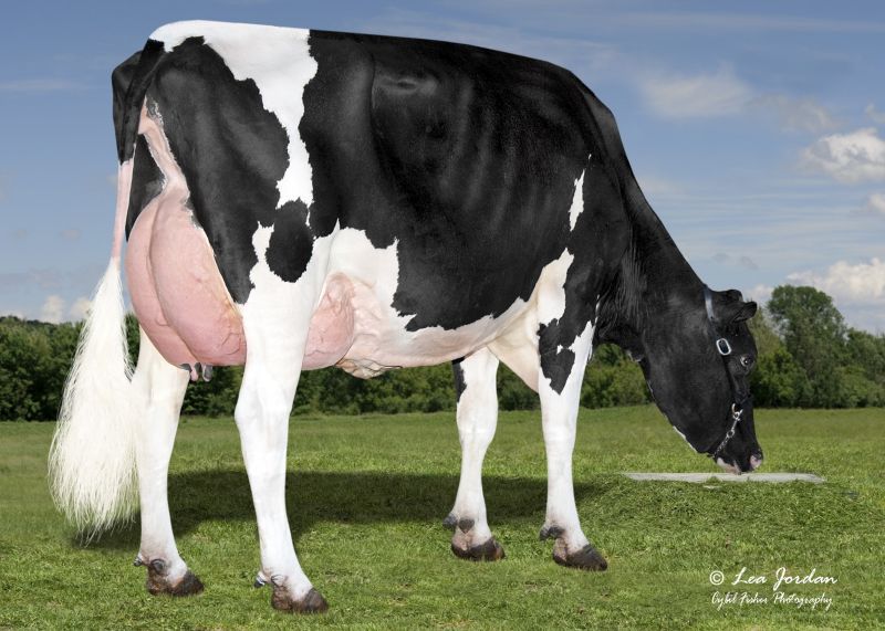 Number one daughter-proven Holstein, Bomaz AltaTopshot