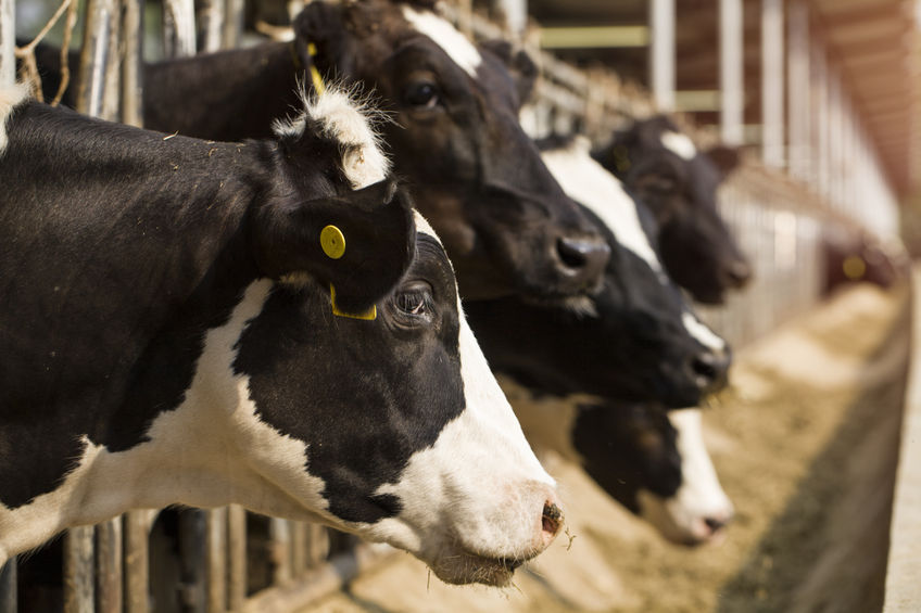 The protest group said UK dairy co-ops have been 'soft sellers for too long'