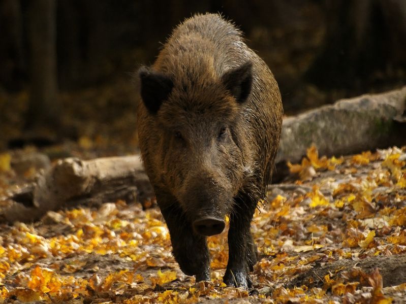 The outbreak takes the disease ever closer to neighbouring Germany, one of the EU’s biggest pig producers and a major exporter