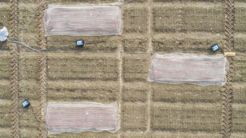 The experiment - the first of its kind - used heated field plots to test the responses of OSR to warmer temperatures (Photo: John Innes)