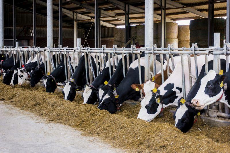 The project gave farmers the confidence to reduce prophylactic antibiotic use in dry cows and save money
