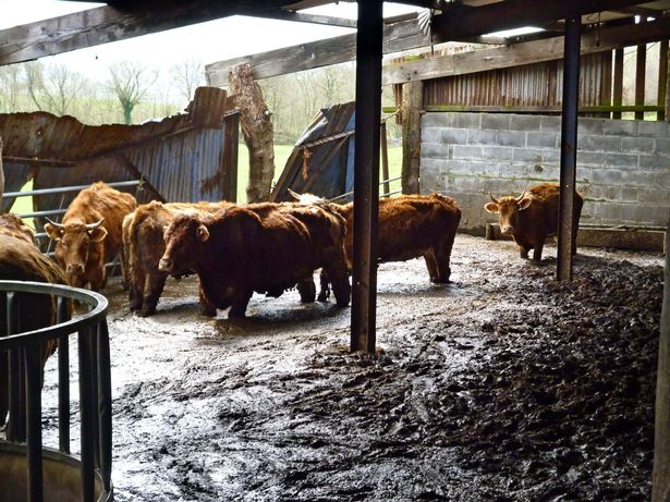 Officers found 58 cattle carcasses in various states of decay in the cattle sheds and surrounding fields (Photo: Ceredigion County Council)