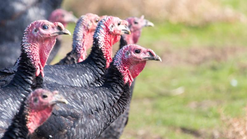 Local customers had reserved the six turkeys, said to be worth around £500 (Stock photo)