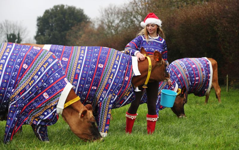 A herd of Jersey cows have been given festive designs by a Christmas-obsessed farmer