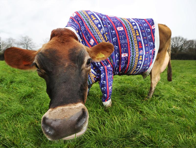 Farmer Becky Houzé has taken her farm's festive spirit up a notch