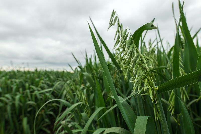 A seed specialist is looking for growers of naked oats to meet increased market demand