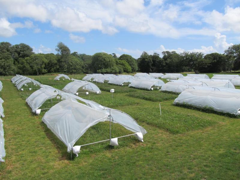 Half of the plots were covered in rain shelters to create a severe drought event for nine weeks (Photo: John Finn/British Ecological Society)