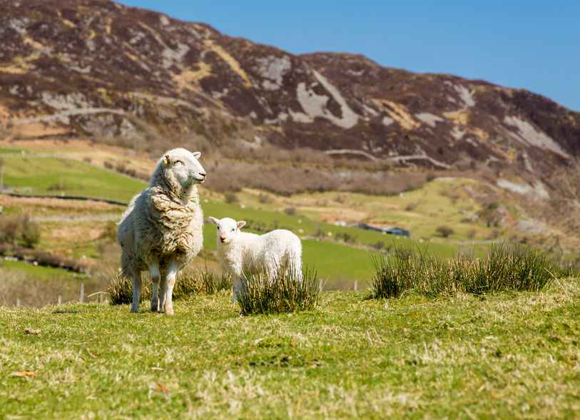 The research wants to make consumers aware of the low environmental impact of sheep and beef production in Wales