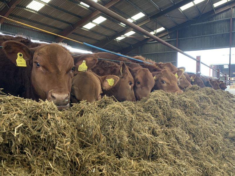 Compared with last year, samples analysed have been wetter, with a higher metabolisable energy (ME) and slightly lower crude protein