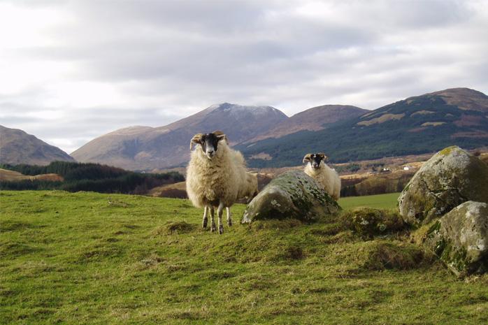 The new European project will improve the viability of sheep farms