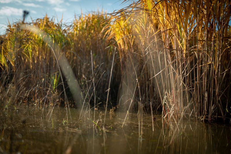 Farm walk hosts, Fergus and Christopher Payne, first planted 25 hectares of Miscanthus in spring 2016 on waterlogged land