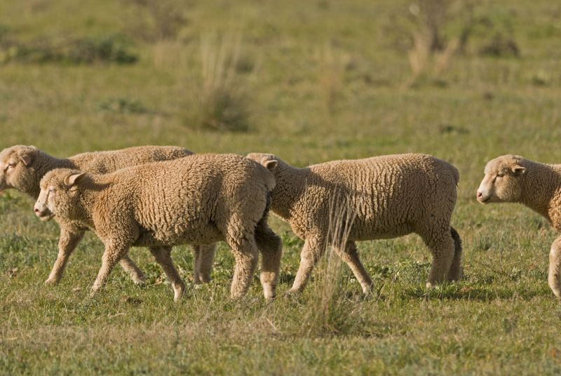 Liver fluke in sheep is becoming a more widespread condition in the UK