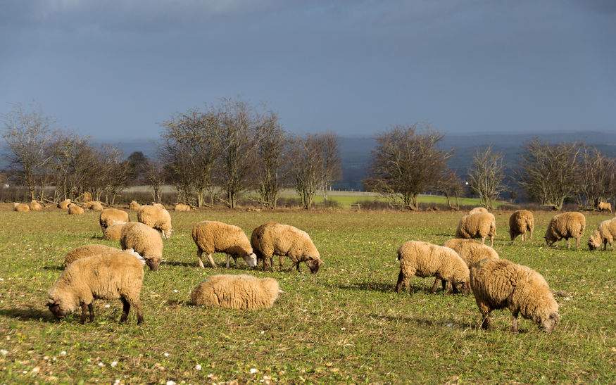 NFU Scotland is urging all dog owners to take care and responsibility of their dogs while walking on farmland