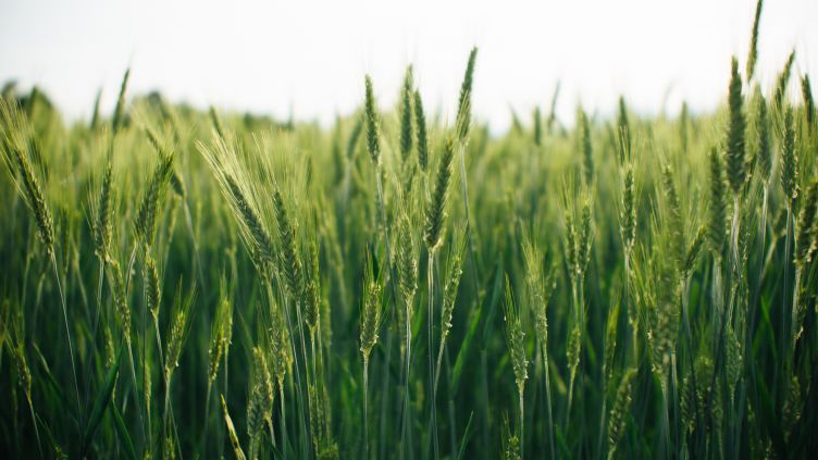 Widespread use of herbicides leading to resistant black-grass is costing UK millions in profit, scientists warn