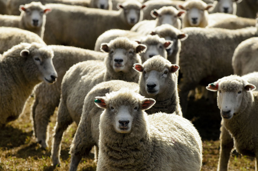 A flock of sheep were seized by North Yorkshire Police