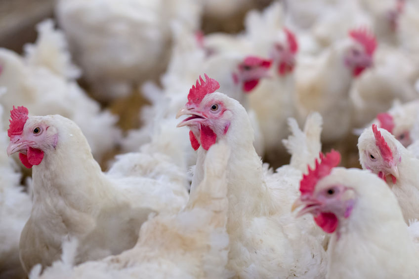 Tests are being carried out to see if it is bird flu or Newcastle disease