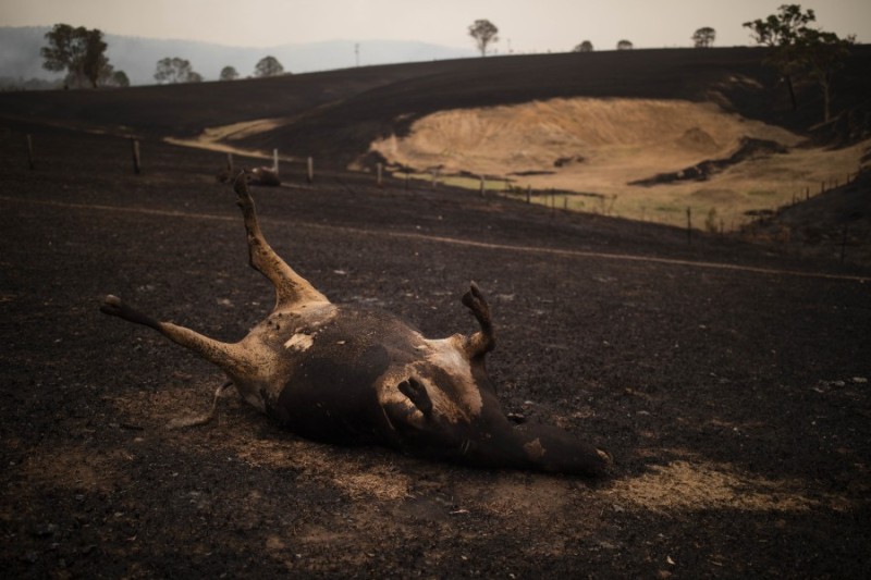 The carcass of a cow killed in a bushfire lays in a field in Coolagolite, New South Wales (Photo: SEAN DAVEY/EPA-EFE/Shutterstock)