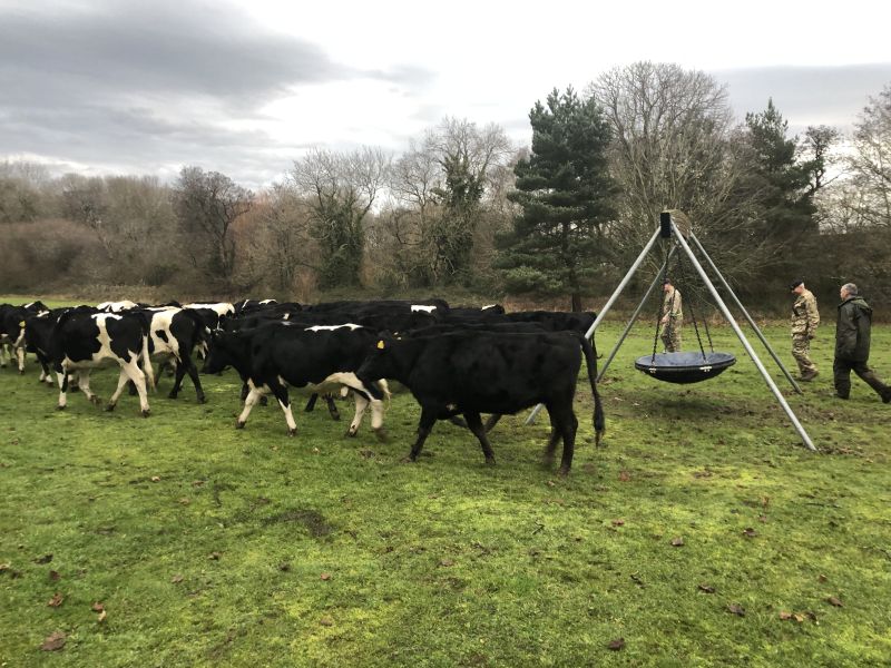 RAF Police helped herd the cattle (Photo: RAF Shawbury/Twitter)