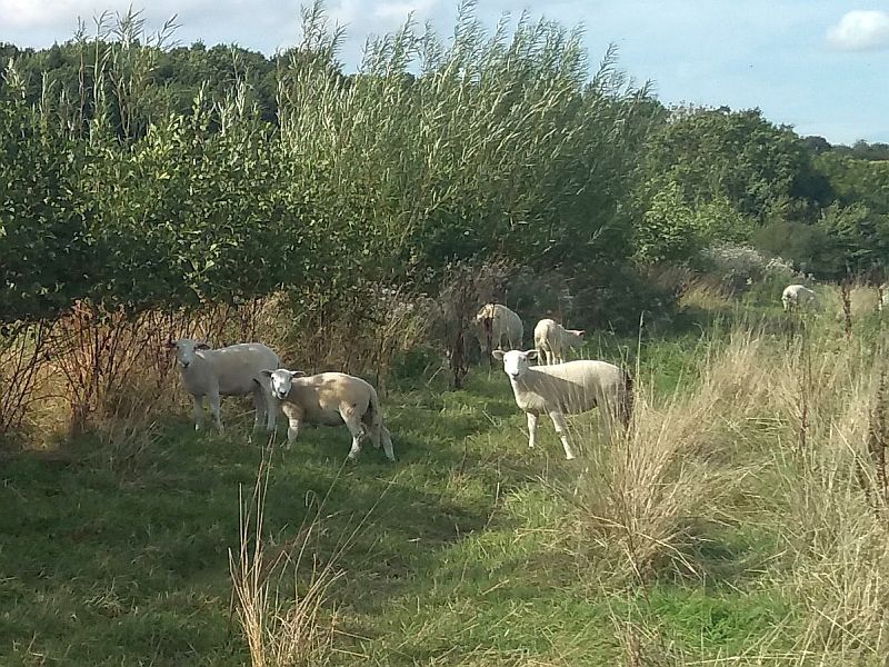 The research was carried out to gain a greater understanding of the benefits of silvopastoral agroforestry (Photo: Organic Research Centre)