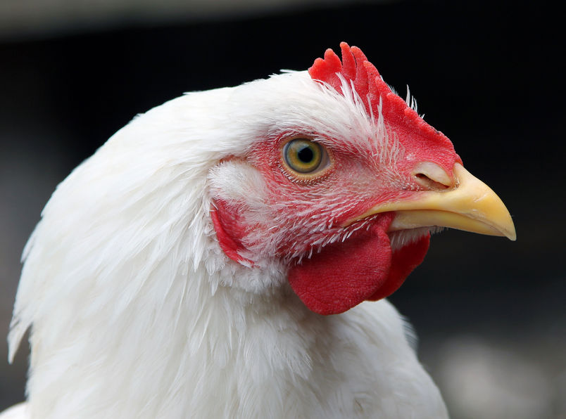 Poultry producers and keepers are being urged to boost on-farm biosecurity protocols