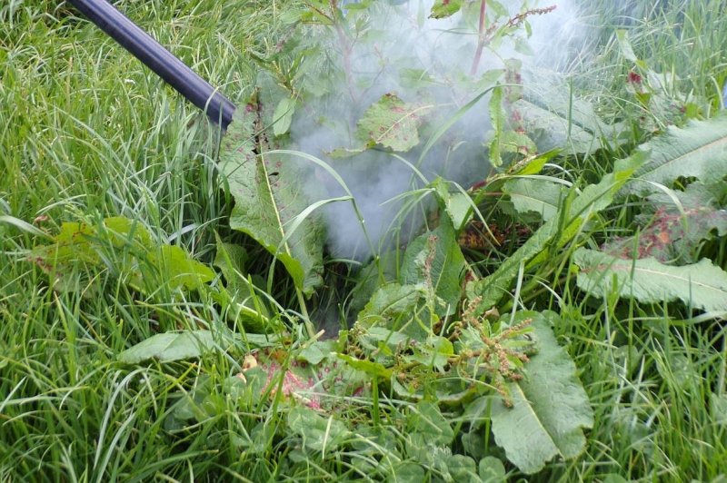 Each dock plant in a plot is touched with the charged lance for approximately 5-10 seconds before moving on to the next plant