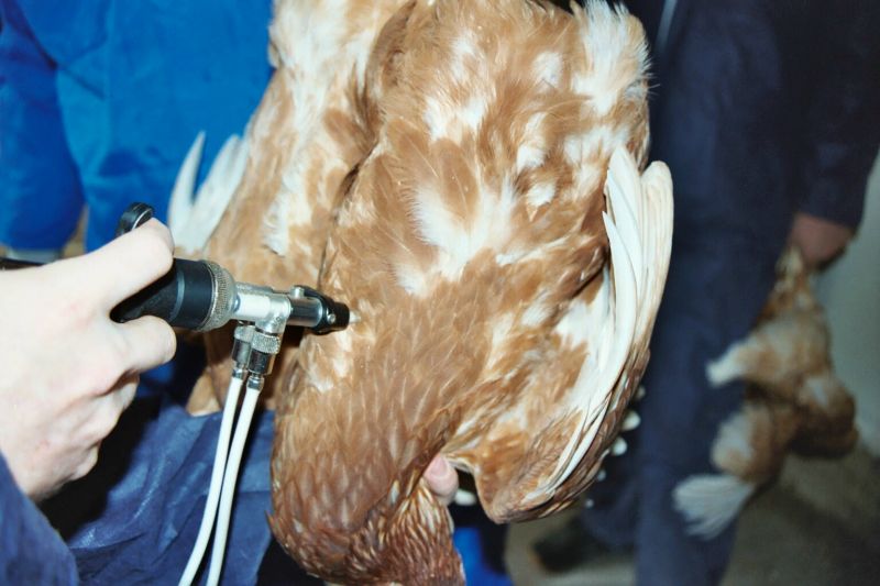 A new bird flu vaccination has been developed by a team of UK researchers