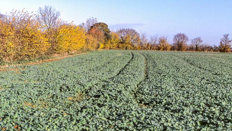 Corteva will launch Korvetto herbicide marking a step-change in oilseed rape broadleaf weed control