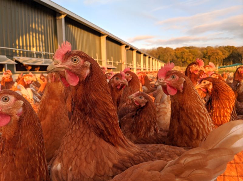 Demand for free-range eggs has grown steadily in recent years