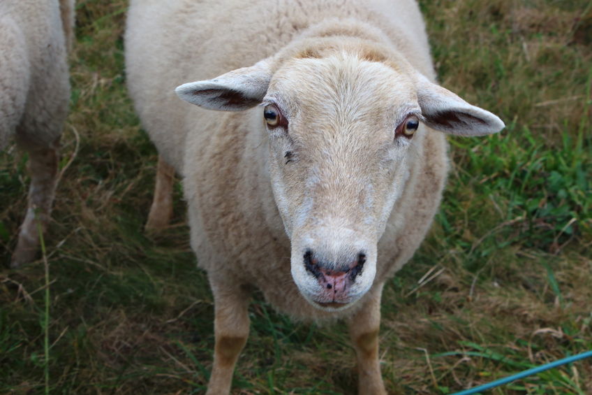 Data from the sheep's ear-tag technology is used to create different alerts for farmers